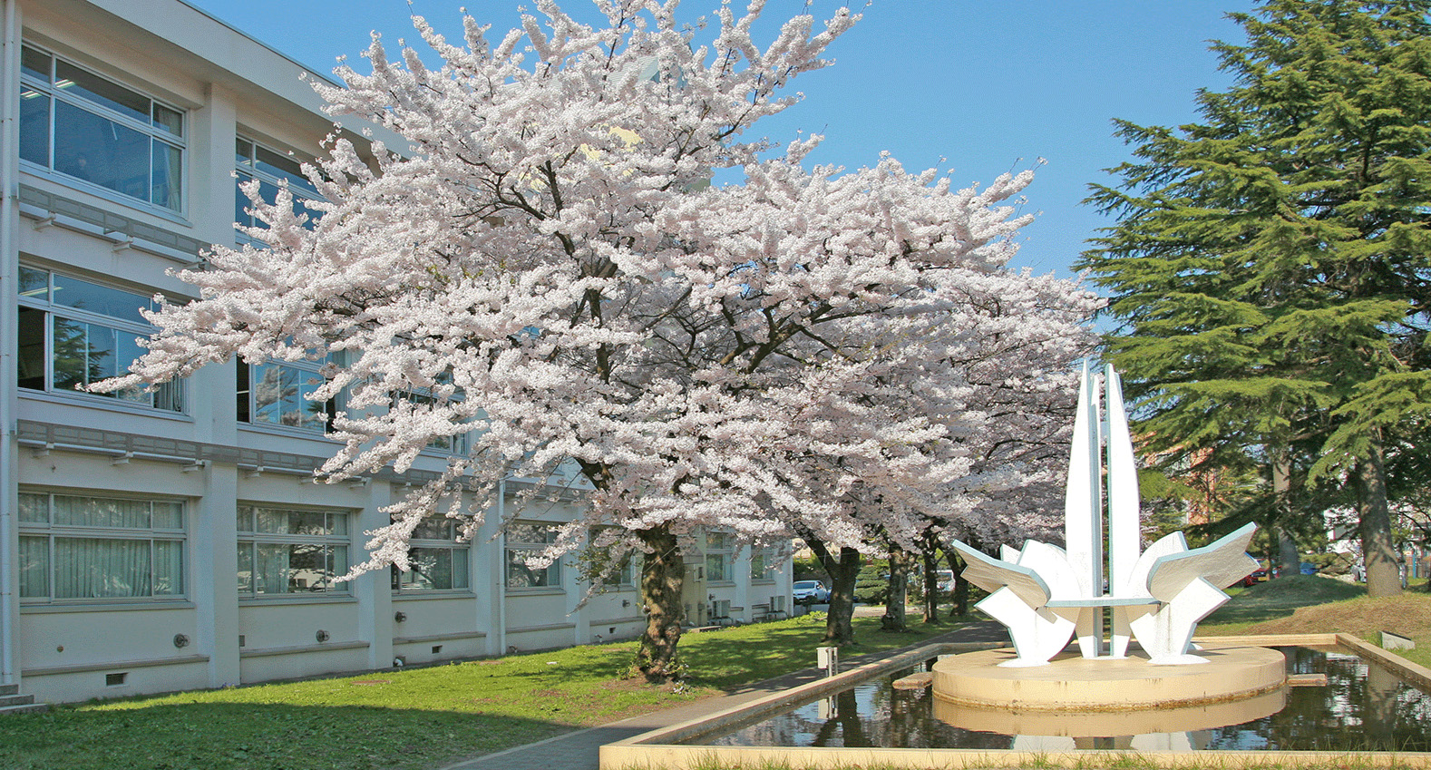 写真：校舎と桜