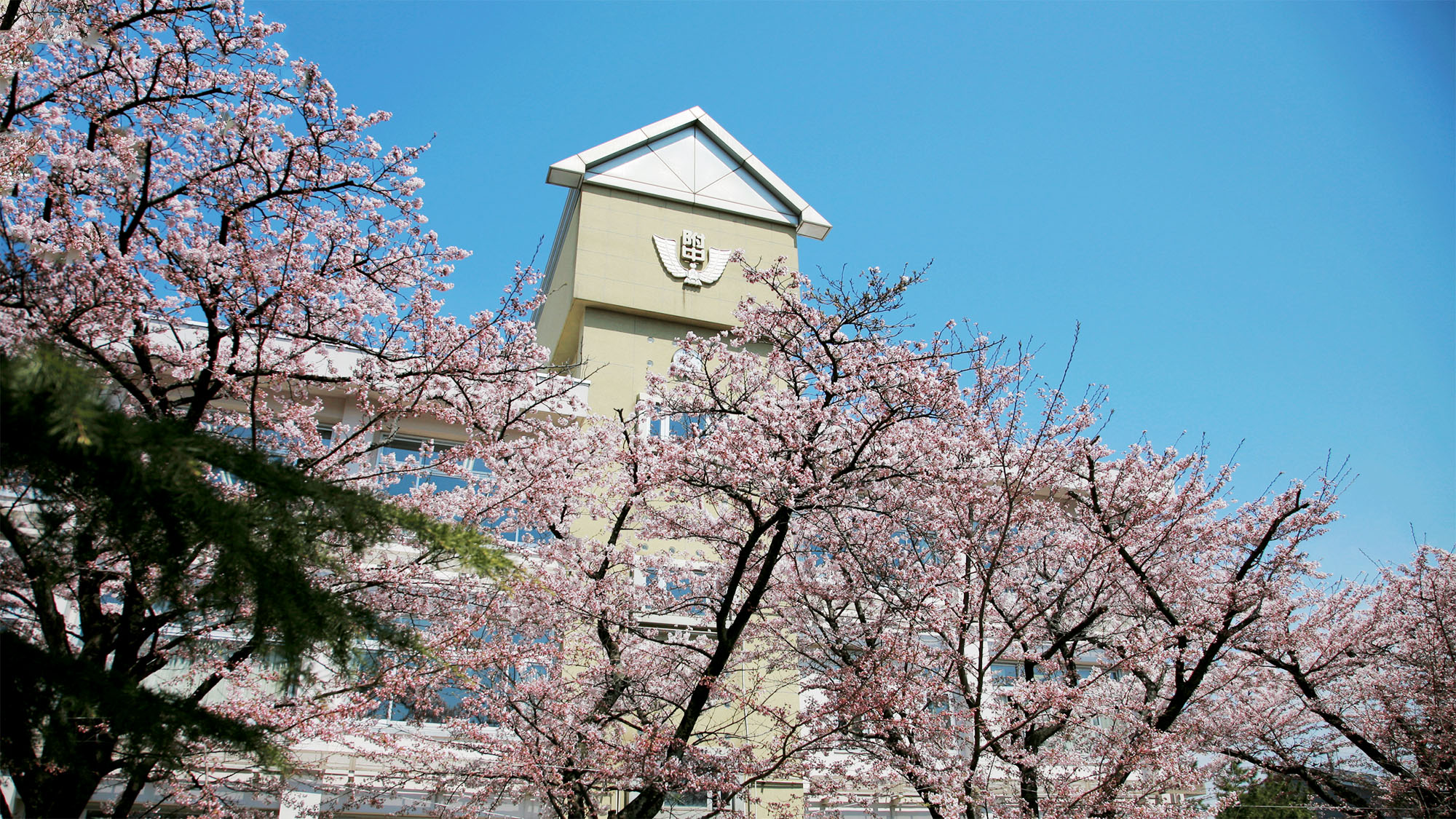 写真：校舎と桜